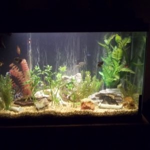 One of our tanks