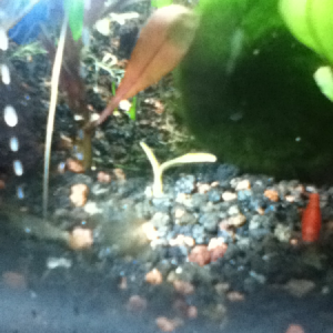 My tiger and fire shrimp!:)