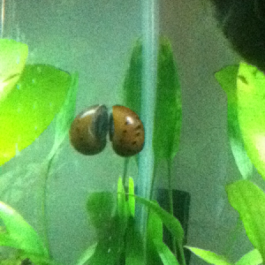 My nerite snail! I love this guy!