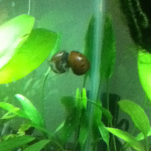 One tiger shrimp and nerite snail. Best buds! Haha