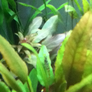 Tiger shrimp<3 haha