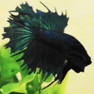 My crowntail betta that is flaring at my camera...silly-bird! He was in a bowl next to the main tank in this picture, but since has been relocated to 