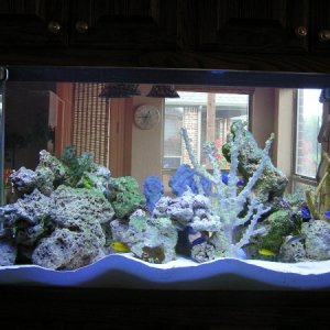 yes saltwater aquascaping with african cichlids... dads idea and dads money so i go with it.