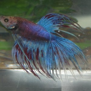 My CrownTail Male Betta (Accurcius)