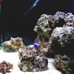 Anenome hermit crab and Purple sea slug
