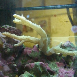 soft finger coral