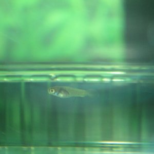 Platy Fry 1/27/9 shortly after discovery