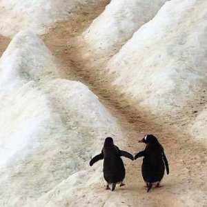 Penguins in love lol