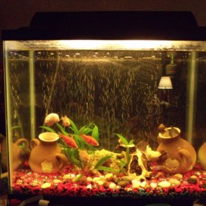 Tetra family, Barb family , snails, in 14 gallon tank