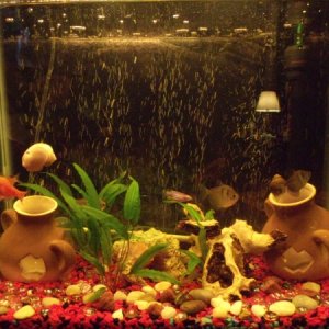 Tetra family ,barb family, snails, in a 14 gallon tank
