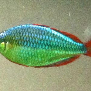 Male praecox rainbow