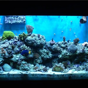 Mostly SPS running 2X400W Coralvue 20K MHs