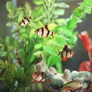 These are the tiger barbs just chillin' out.