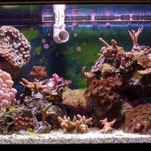 This is my 20g reef as of 4/03/03.