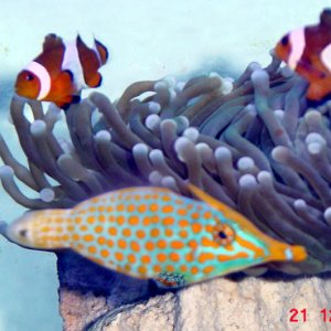 long nose trigger and clowns by plate coral