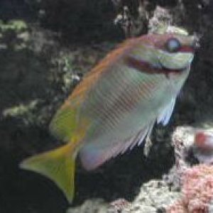Rabbitfish: like the lionfish, its spines are venomous. Nicely active fish that stays out in the open most of the time. Eats Nori, and a variety of ma