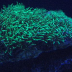 first coral green star polyp