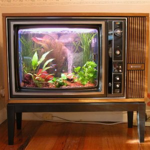 My 10 Gallon Freshwater TV Aquarium.