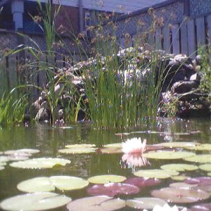 Here is a photo of my pond last summer