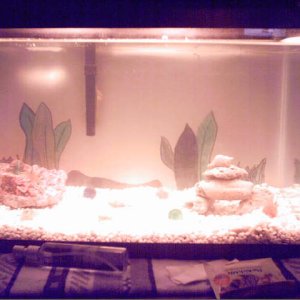 ten gallon freshwater tank, whisper power filter, bubble cutain, real rocks, plastic cave, two bala sharks, one male crab