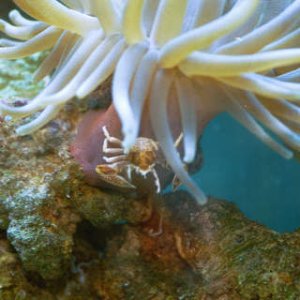 This is my Pink Tip Haitian, although the only pink he has is his foot.  Saddled up, you'll see Homer, the Porcelain crab.