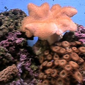 jpg pic of a leather and 2 diffrent polyps