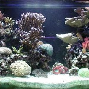 Full shot of my 180 mixed reef November of 2002.