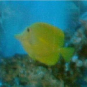 here's a pic of my yellow tang.. not that big yet..