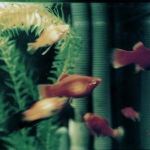 Here's a school of my platies, I think most are in there.  Too bad the pic is blurry, film speed was too low I guess.  The platies beg worse than my d