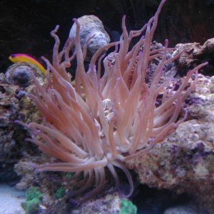 This is my prettiest Condylactis anemone whom also houses an anemone crab. They are quit the unseperable pair.