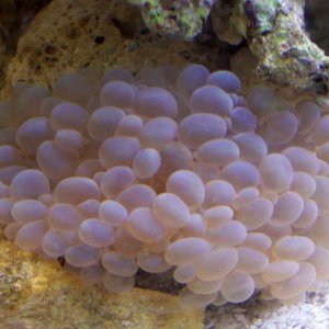 A very happy Bubble coral.