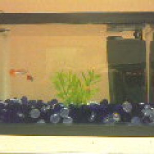 2.5g FW tank with 4 guppies. Using a Duetto 50 filter, with the snorkel for aeration. It has a facem suction-cup plant in it now, but eventually, I mi