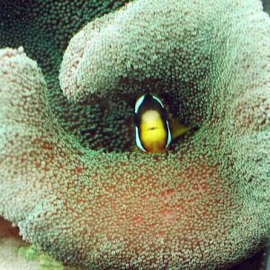 Clarkii and carpet anemone