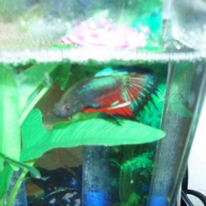 This is my male crowntail betta