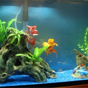 Aquarium Startup (April 24, 03) 
Size: 30 x 12 x 18 Capacity: 29g. Filled with 27g.
Gravel: 3 lb.
Plants: Penn-Plax DGT1A, One Natural Lilly
Filter: O