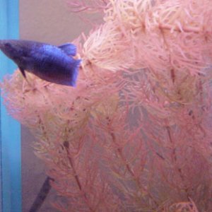 Blue Female