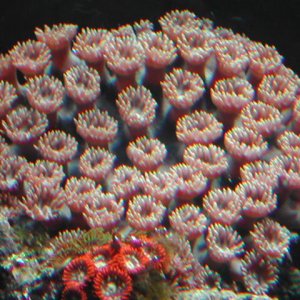 Cup coral and orange zooanthid