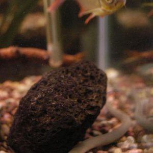 One of My tinfoils enjoying my ropefish