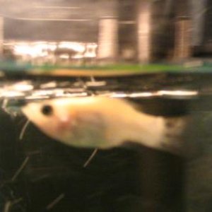 Lois my now dead Molly :(. Was she a balloon molly?
1 of my first 3 fish. she had her fins pinned to her wen i got her so...some kind of diease she ha