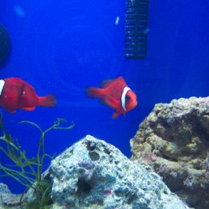 Here are Will and Grace, two tank raised tomato clowns. These guys are the latest addition to my reef. They get along "swimmingly"  :)