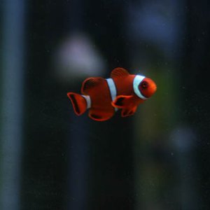 although he's a maroon, his name just had to be Nemo