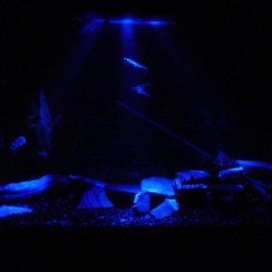 A picture from my moonlight setup. this is not the whole tank just a close up.