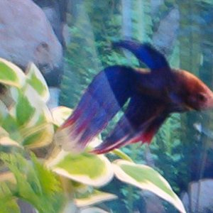 This is my crazy betta