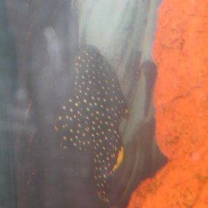this is my gold nugget pleco Goldberg!