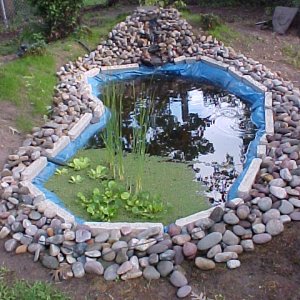 My first pond. Started out as a yard clean up day ... ended up with a hole in the ground ... An old pool liner was put into use an <ta-da> a pond came