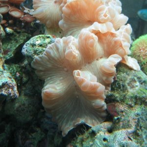 fox coral