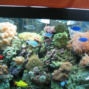 my 90 gallon reef