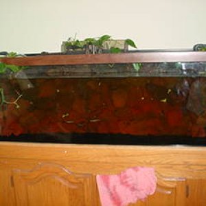 Here is my tank full of water. This picture looks alot redder than it actually is.