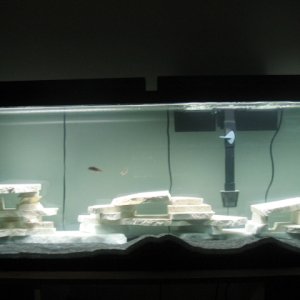 this is my new 55 gallon cichlid tank. i used pure marble for all the rock structures and i will be building them higher soon. i will also be adding a
