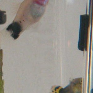 My male Mickey Mouse Platy and one of my female Guppies telling me to stop taking pictures. :)